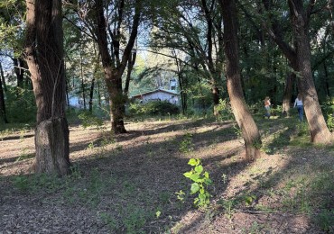 LOTE - Bo LA HUNGRIA 